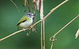 Short-tailed Pygmy-Tyrant